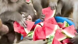 Monkeys are happy to get slice of watermelon
