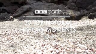animal video