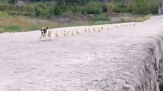 duck chasing dog