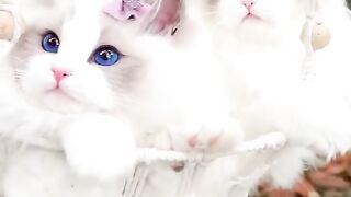 Cat Eye