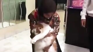 The big cat