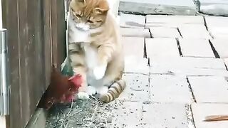 Funny animals