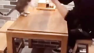 Funny cat
