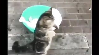 Funny cat cute