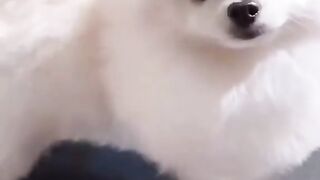 Baby doge