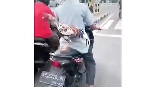 riding with a chicken