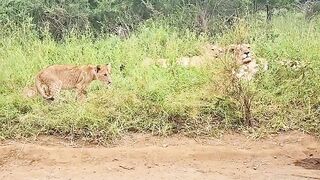 Cute Tings - Watch as this energetic little lion cub repeatedly