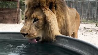Follow my channel Single Vision_ Inc. - Leo having a sip -- _lion _lions _bigcat _bigcats _cat _cats _anima