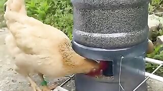 এতো বুদ্ধুি মানুষ রাখে কোথায়