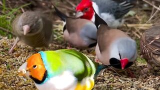 Lots of wonderful finches and softbills in outdoor bird aviary wildlife