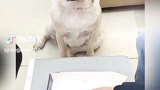 Funny dag eat pizza