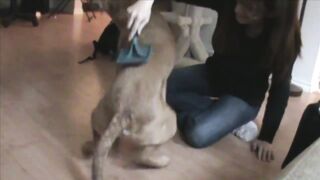 Animal funny video