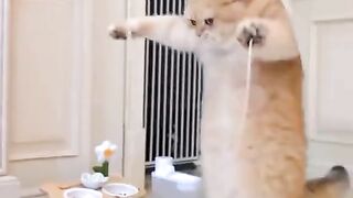 Cats Of The World - Gymnaste cats---- _gym _fitness _workout _fit _fitnessmotivation _bodybuilding _motivation