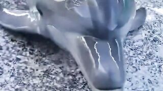 Dolphin information