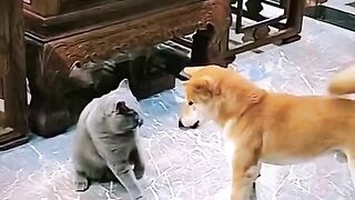 Cat and dog love Follow