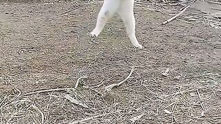 Dangerous cats