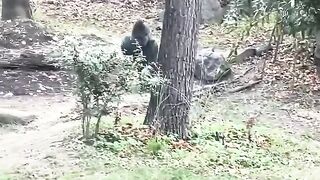 Hyper Animal - _gorilla _wildlife _animals _zoo _nature _monkey
