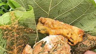 eat pecel rice in the sideways of the rice fields