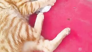 Orange Cat Huging Hamster || Funny Video