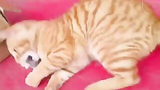 Orang Cat Raping Hamster || Funny Video