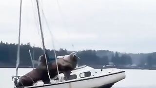 Interesting moments from the life of animals