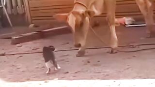 Cat and cow to fight very funny video.