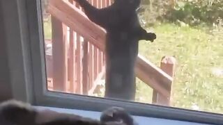 Funny animals 2023