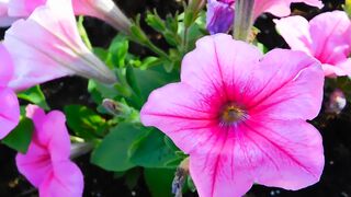 FLOWER 29,United States, Canada, Australia, UK