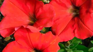 FLOWER 30,United States, Canada, Australia, UK