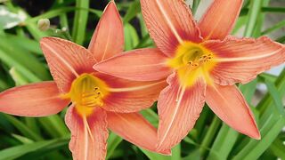 FLOWER 31,United States, Canada, Australia, UK