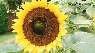 FLOWER 32,United States, Canada, Australia, UK