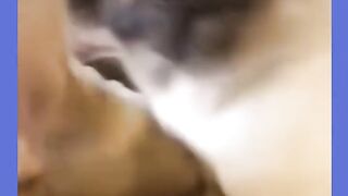 Try not to laugh???? Funny animals????