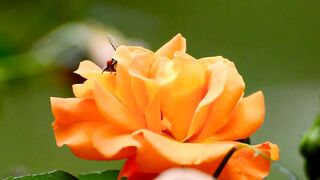FLOWER 33,United States, Canada, Australia, UK