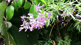 FLOWER 36,United States, Canada, Australia, UK