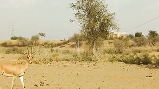 Love you Thar desert - _pakistanthar _tharreels _indianrajistan