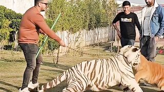 Lion vs tiger king