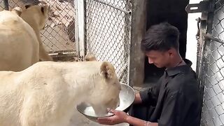Lion milk in zoo