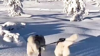 RAGING HUSKIES.