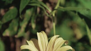 FLOWER 38,United States, Canada, Australia, UK
