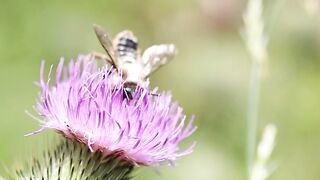 FLOWER 39,United States, Canada, Australia, UK