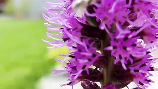 FLOWER 40,United States, Canada, Australia, UK