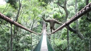 Gibbon on the Monkeyland bridge