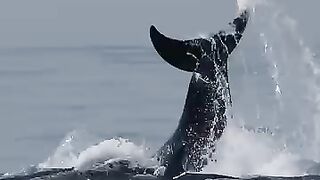 Happy Orcas