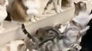 Cats lover