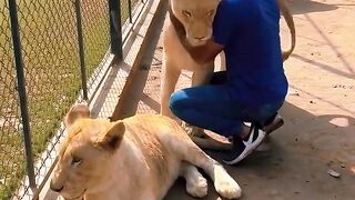 Lion King live in zoo