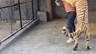 Tiger jump in man
