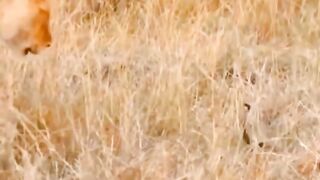 Snake dangerous in lion attack