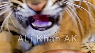 Small tiger meet Angry Tiger --❤️_._.__tiger _tigers _tigerking _animals _animal _alikhanak _reels _animallovers _cuteanimals