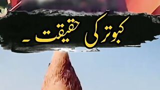 Kabootar ki Asar Haqeeqat ????????????????????????