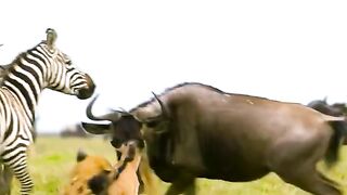 NT Media - OMG ------_fypシ _animals _animalshelter _Videofunny _entertainment _tv _iloveyou _foodie _movies _xuhướng _amazingvideo